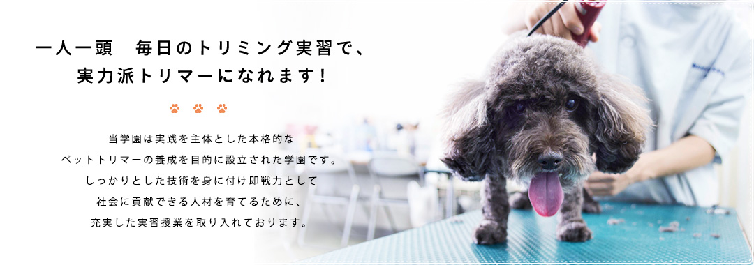 『一人一頭 毎日のトリミング実習で、実力派トリマーになれます!』当学園は実践を主体とした本格的なペットトリマーの養成を目的に設立された学園です。しっかりとした技術を身に付け即戦力として社会に貢献できる人材を育てるために、充実した実習授業を取り入れております。